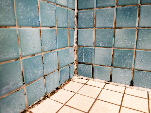 Best Industrial Mold Remediation  in Muenster, TX