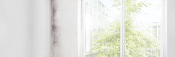 Best Mold Remediation for Healthcare Facilities  in Muenster, TX