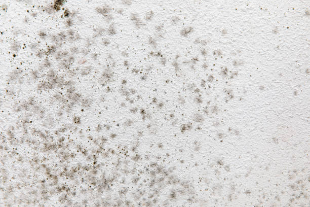 Best Mold Odor Removal Services  in Muenster, TX