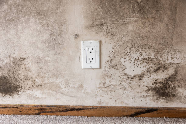 Best Asbestos and Lead Testing During Mold Inspection  in Muenster, TX