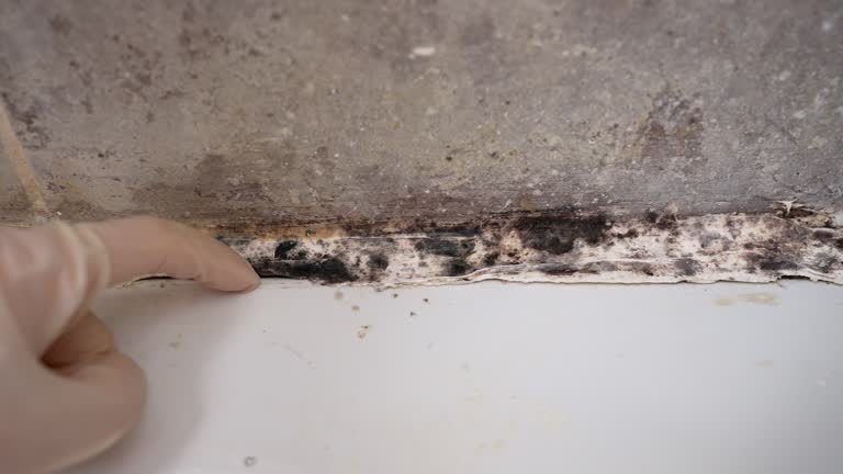 Professional Mold Removal in Muenster, TX