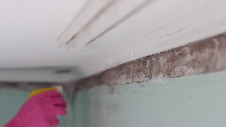 Best Industrial Mold Remediation  in Muenster, TX